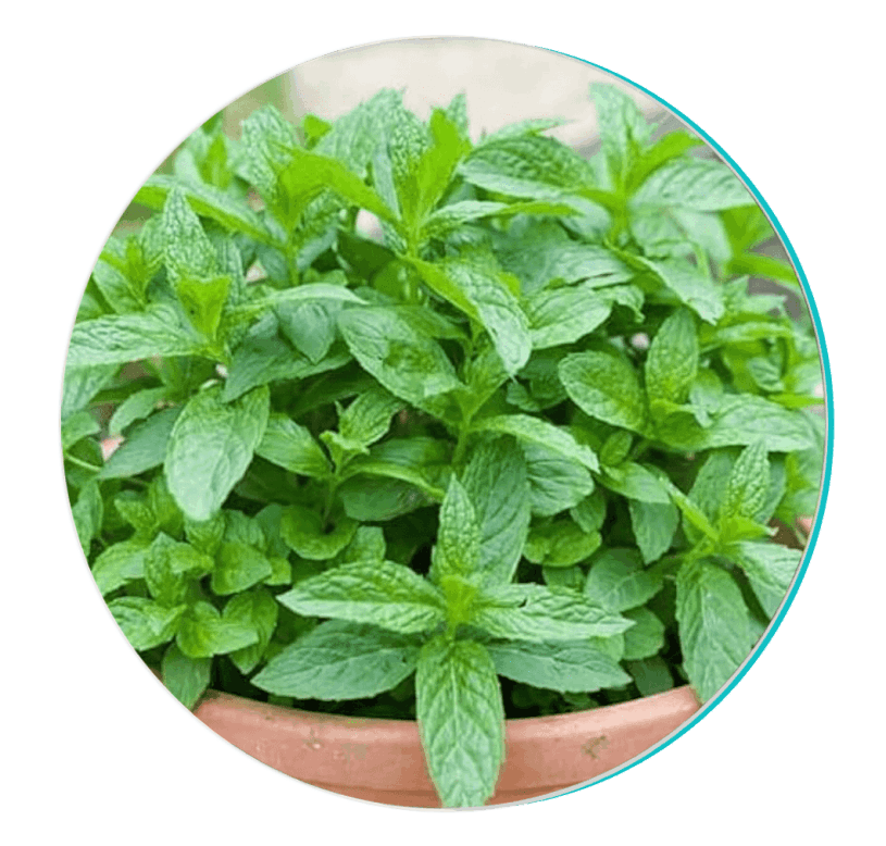 biodentex™-ingredient5-peppermint
