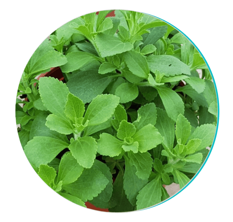 biodentex™-ingredient2-stevia